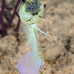 jawfish_yellowhead_bcf_nwp_v_0211_tci2137.jpg